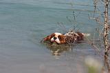 CAVALIER KING CHARLES 629